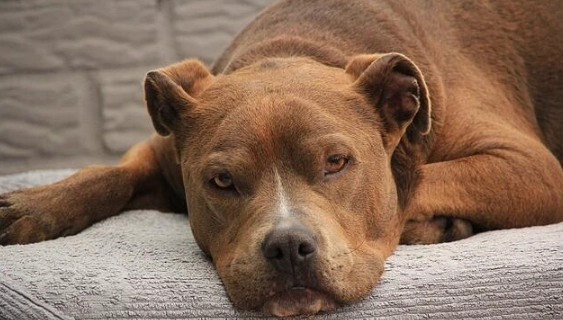 比特犬行為問題