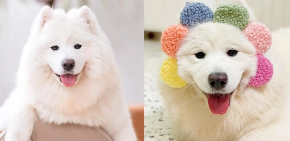 薩摩耶犬优缺点