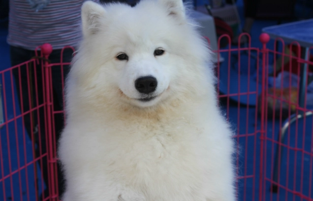 薩摩耶犬認養注意事項 薩摩耶犬認養注意事項