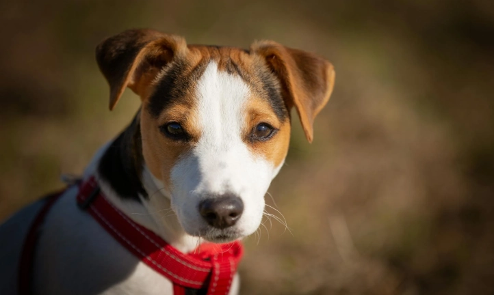 傑克羅素梗行為問題