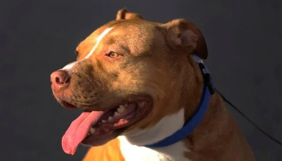 比特犬行為問題