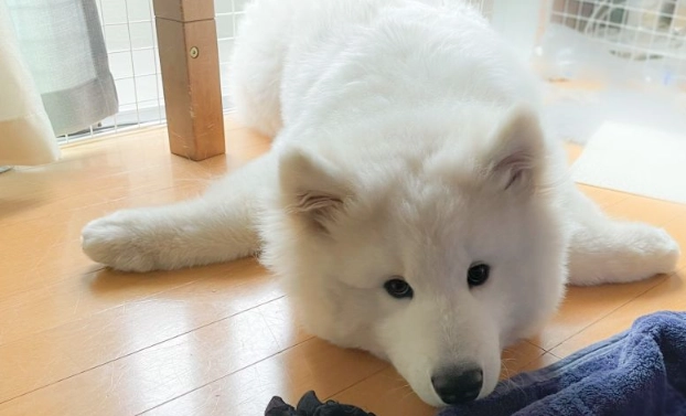 領養薩摩耶犬流程 領養薩摩耶犬流程