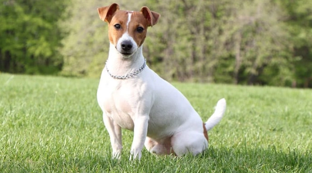 傑克羅素梗飼養困難