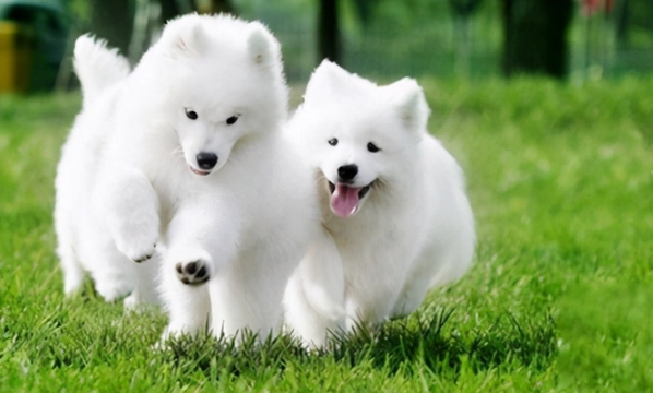 薩摩耶犬飼養注意事項