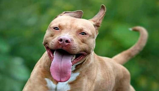 比特犬行為問題