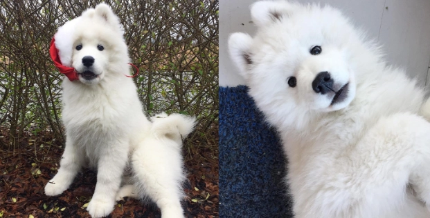 薩摩耶犬优缺点