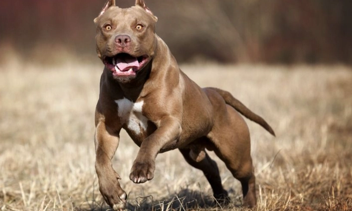 法鬥比特犬混種 法鬥比特犬混種