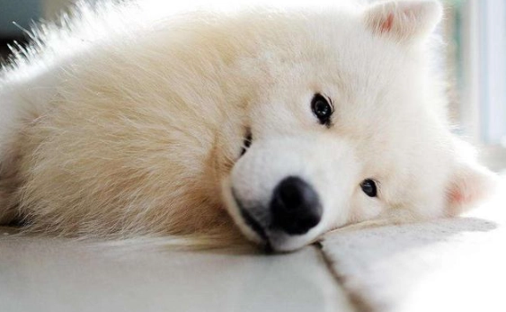 薩摩耶犬优缺点