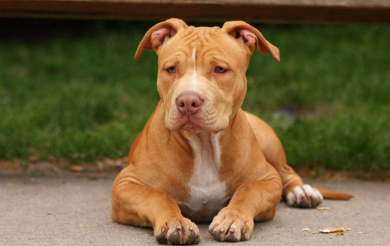 比特犬咬人原因