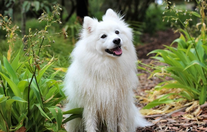 狐狸與狗的不同