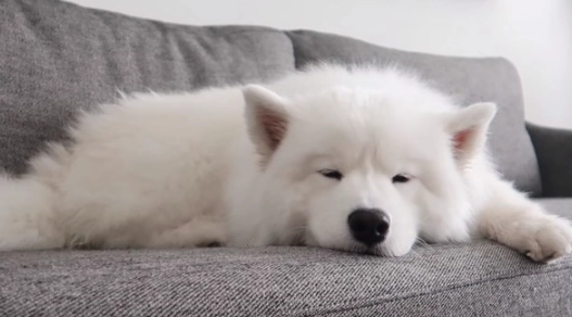 薩摩耶犬認養注意事項 薩摩耶犬認養注意事項