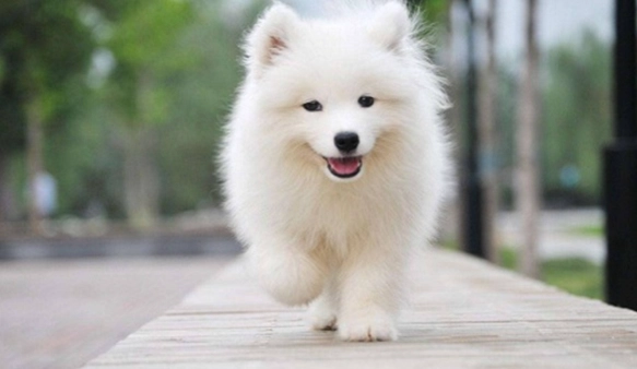 領養薩摩耶犬流程 領養薩摩耶犬流程