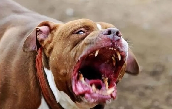 比特犬攻擊預防