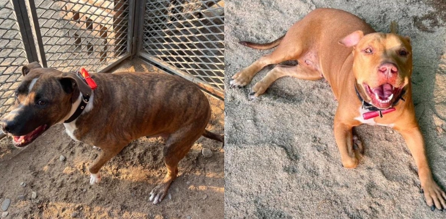 比特犬法國鬥牛犬 比特犬法國鬥牛犬