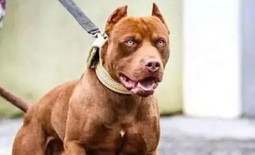 比特犬攻擊預防