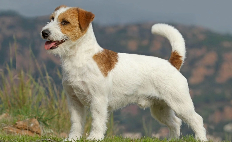 傑克羅素梗行為問題