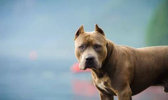 比特犬咬人原因