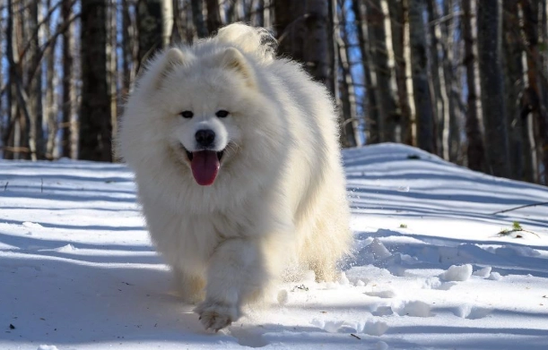 薩摩耶犬优缺点