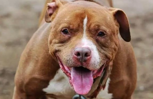 比特犬攻擊法律責任