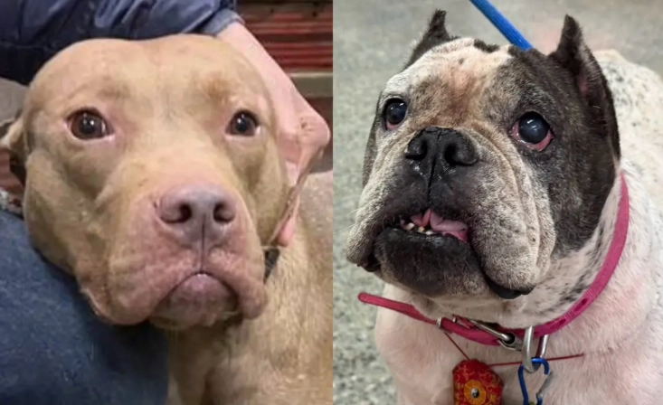 法鬥比特犬混種 法鬥比特犬混種