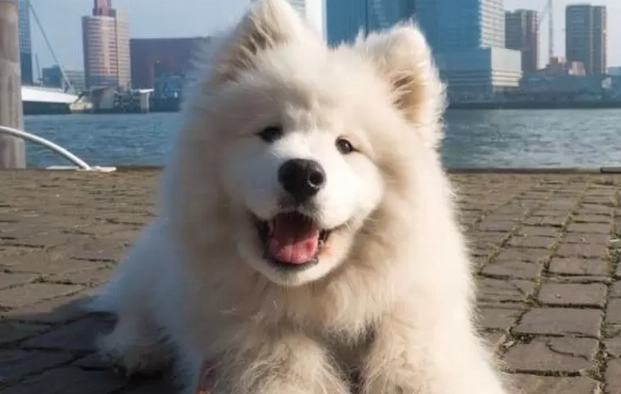 薩摩耶犬飼養注意事項