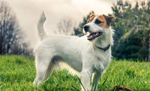 傑克羅素梗行為問題