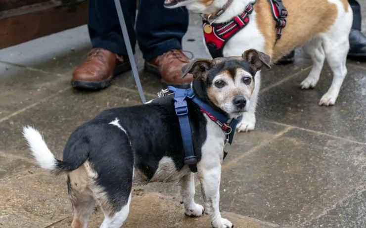 傑克羅素梗飼養困難