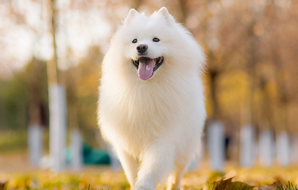 薩摩耶犬飼養困難