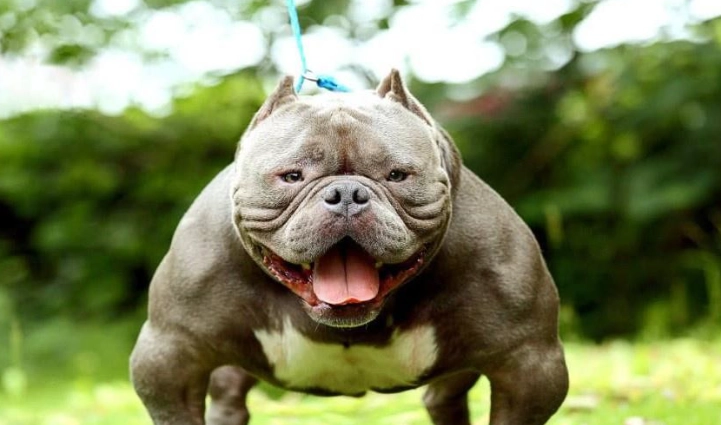 法鬥比特犬混種 法鬥比特犬混種