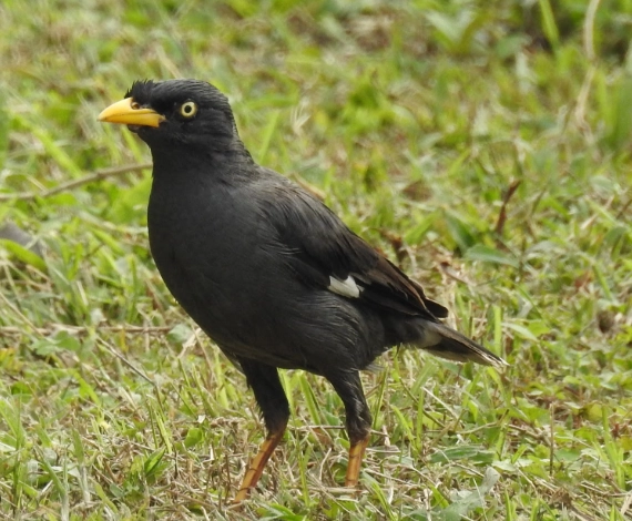 八哥鳥會講話嗎？完整訓練指南與常見疑問解答