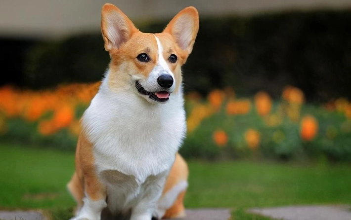 柯基犬領養條件