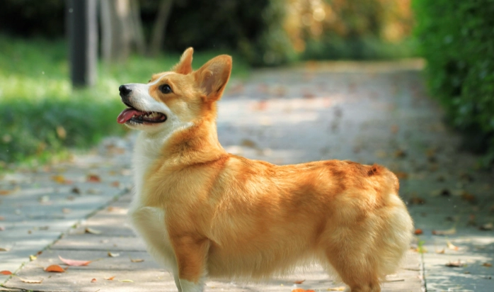 領養柯基注意事項
