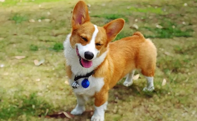 柯基犬領養條件