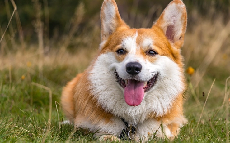 柯基犬領養條件