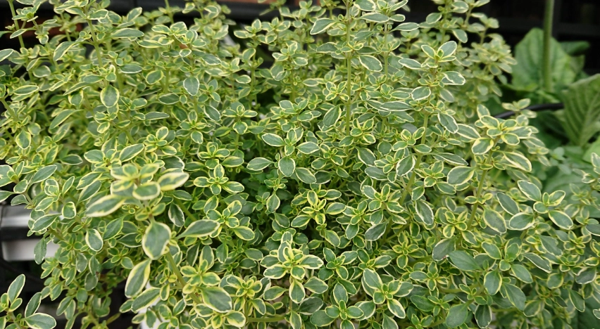 貓咪討厭的植物