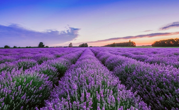 貓咪討厭的植物