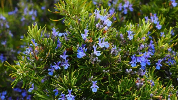 貓咪討厭的植物