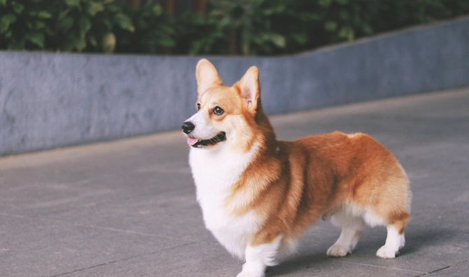 領養柯基注意事項