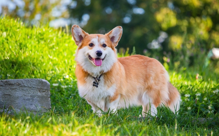 柯基犬領養條件