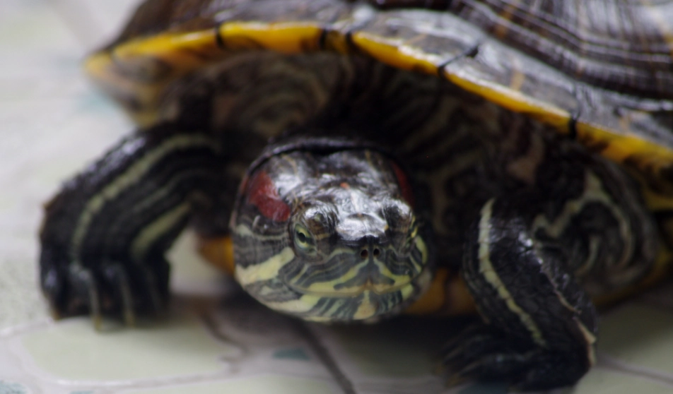 烏龜不開心的表現：10大跡象與解決方法全解析