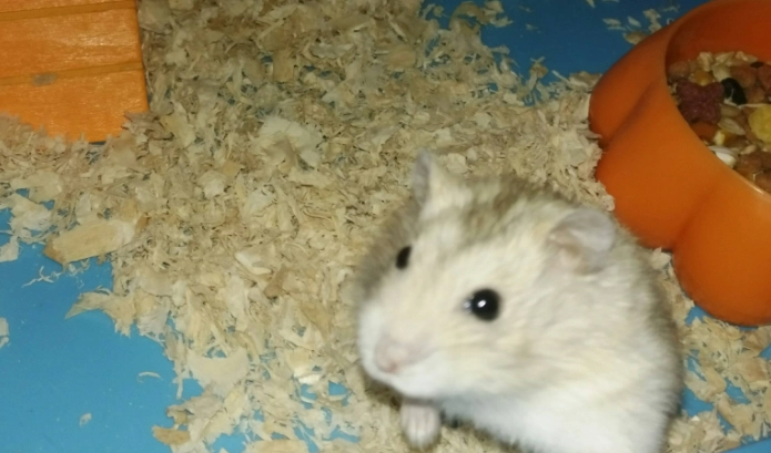 倉鼠咬人怎麼辦