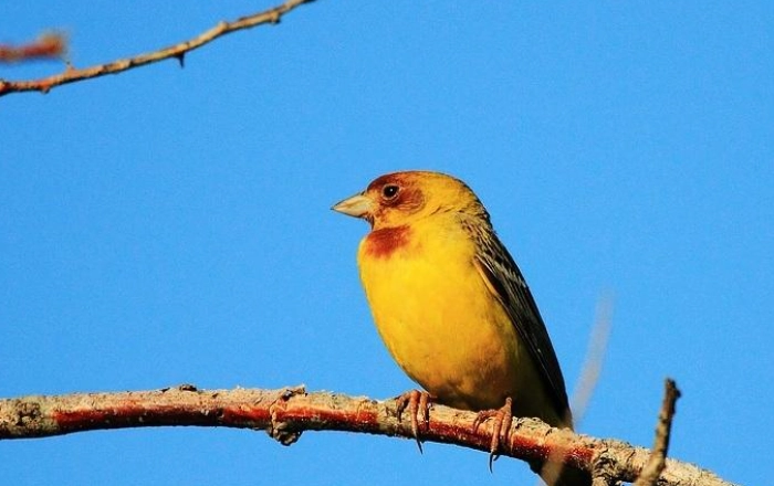 紅金絲雀飼養全攻略：從品種選擇到健康照顧的終極指南