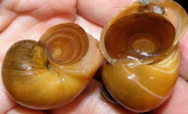 台灣外來種危害全解析：生態危機、真實案例與防治策略