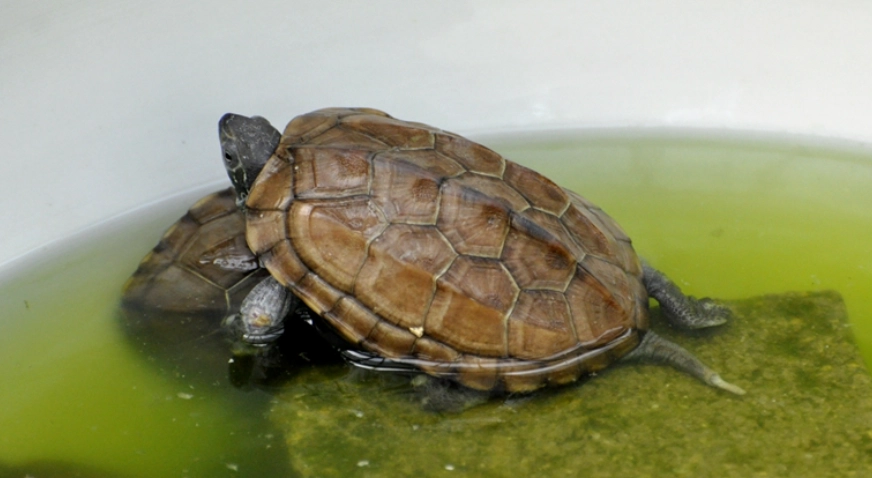 烏龜不吃東西是什麼原因