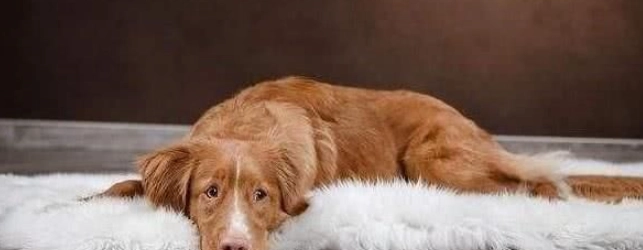 狗後腿無力 狗後腿無力