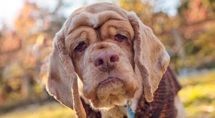 狗狗後腳無力原因