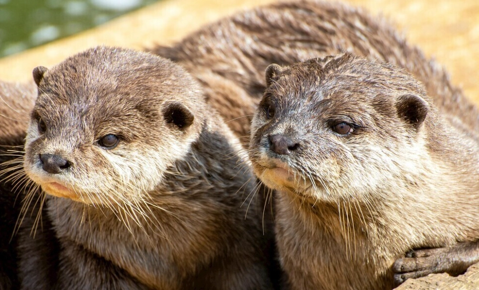 海獺與水獺區別