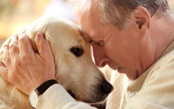 老狗四肢無力治療