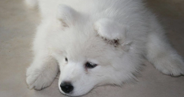 狗狗瘫软无力原因