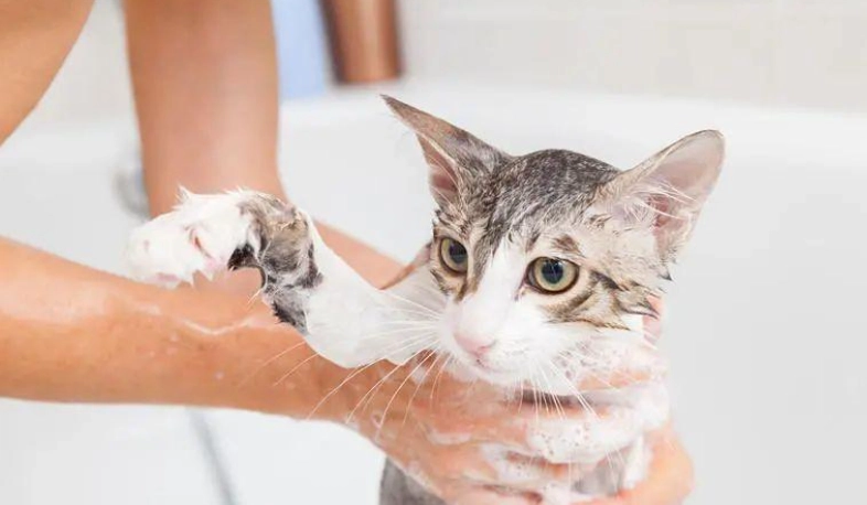 貓咪不喜歡的行為